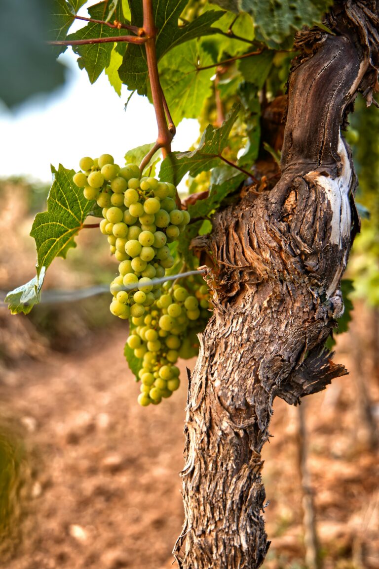 Wine Tasting Tour